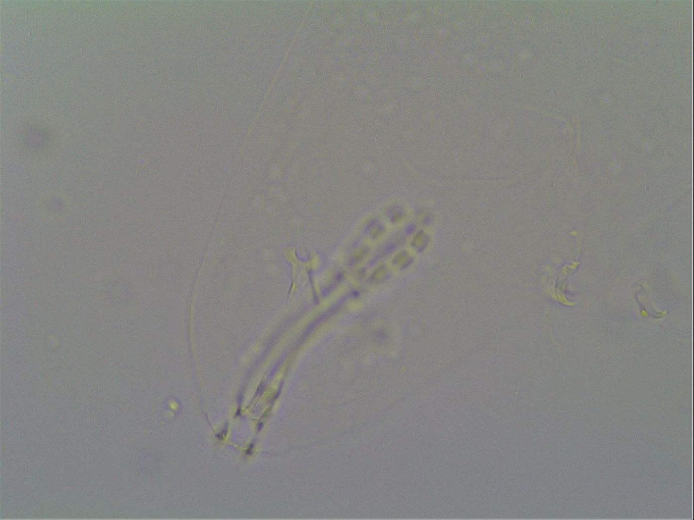 Schusterius tridigitus image