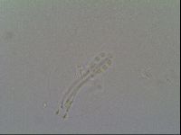 Schusterius tridigitus image