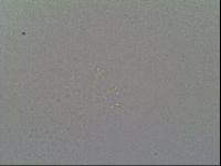 Schusterius tridigitus image