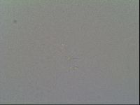 Schusterius tridigitus image