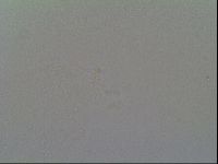 Schusterius tridigitus image