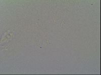 Schusterius tridigitus image