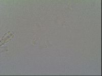 Schusterius tridigitus image