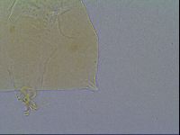 Mopsechiniscus schusteri image