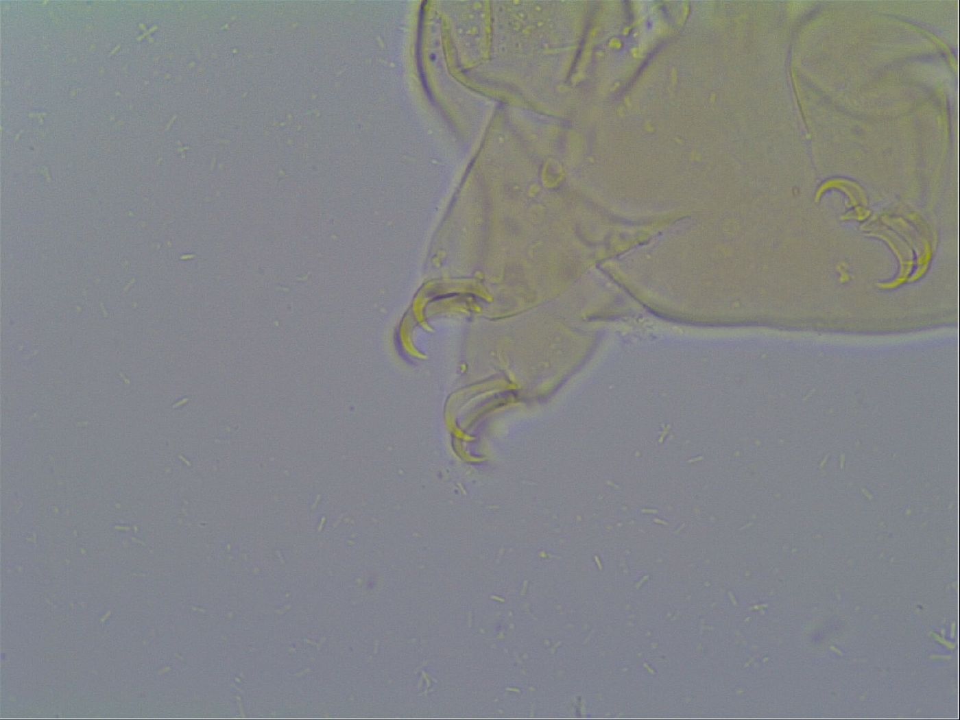 Mopsechiniscus schusteri image