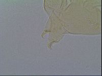 Mopsechiniscus schusteri image