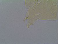 Mopsechiniscus schusteri image