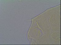 Mopsechiniscus schusteri image