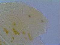 Mopsechiniscus schusteri image