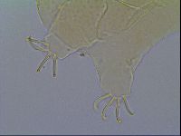 Mopsechiniscus schusteri image