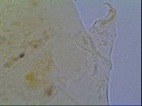 Mopsechiniscus schusteri image