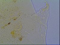 Mopsechiniscus schusteri image