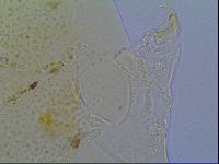 Mopsechiniscus schusteri image