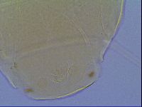 Mopsechiniscus schusteri image