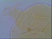 Mopsechiniscus schusteri image