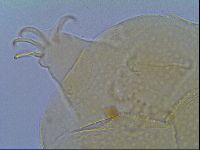 Mopsechiniscus schusteri image