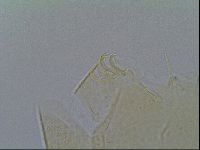 Mopsechiniscus schusteri image