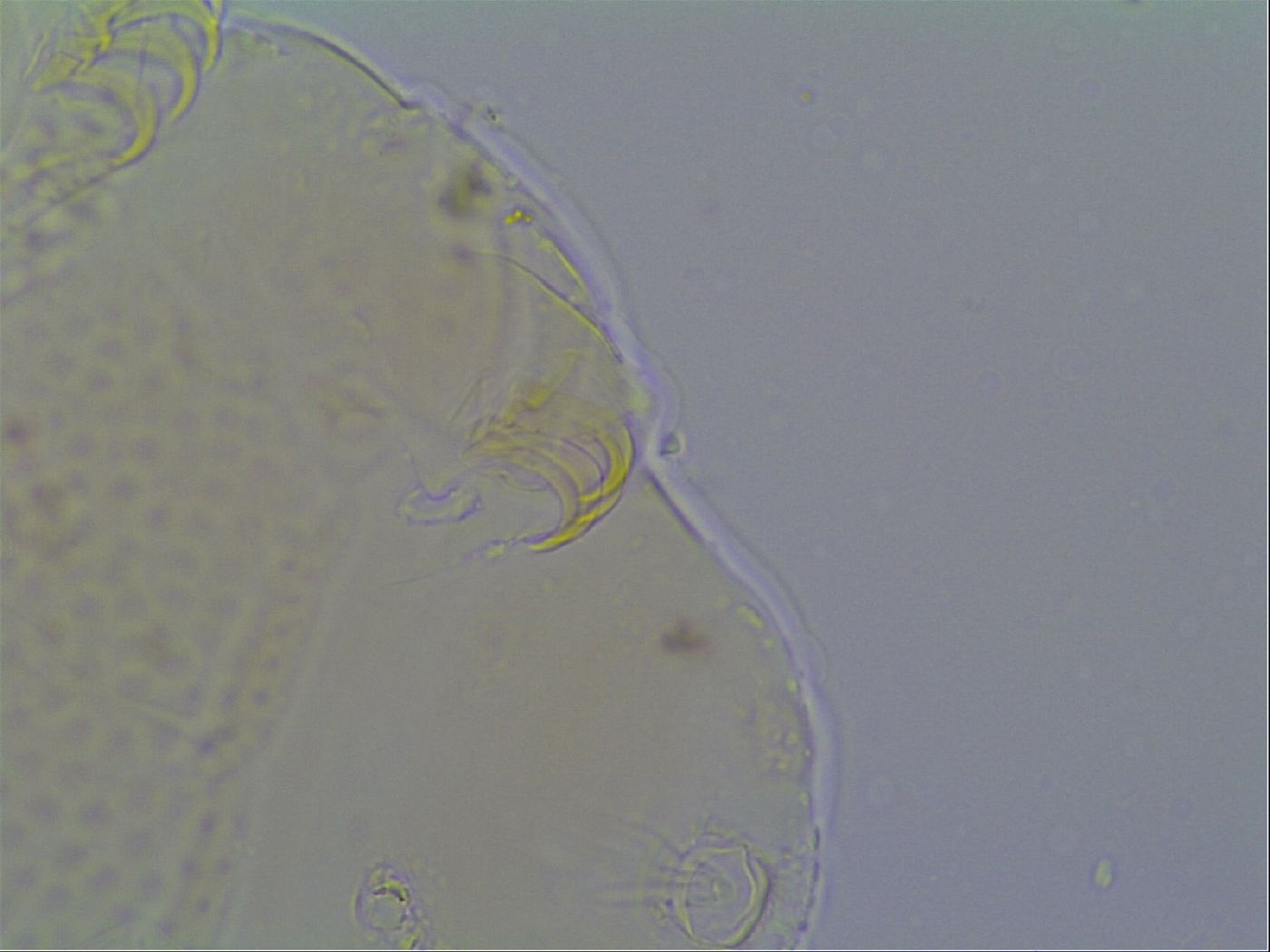 Mopsechiniscus image