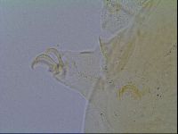 Mopsechiniscus schusteri image