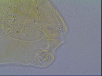 Mopsechiniscus schusteri image