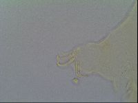 Mopsechiniscus schusteri image