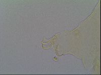 Mopsechiniscus schusteri image