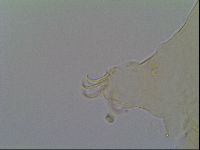 Mopsechiniscus schusteri image