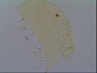 Mopsechiniscus schusteri image