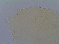 Mopsechiniscus schusteri image