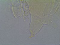 Mopsechiniscus schusteri image
