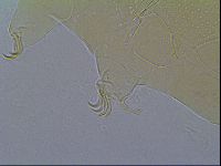 Mopsechiniscus schusteri image