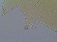Mopsechiniscus schusteri image