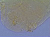 Mopsechiniscus schusteri image