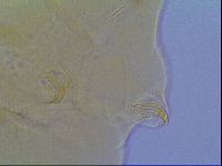 Mopsechiniscus schusteri image