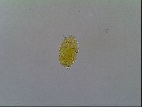 Mopsechiniscus schusteri image