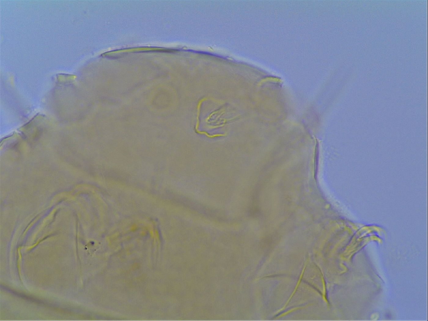 Mopsechiniscus schusteri image