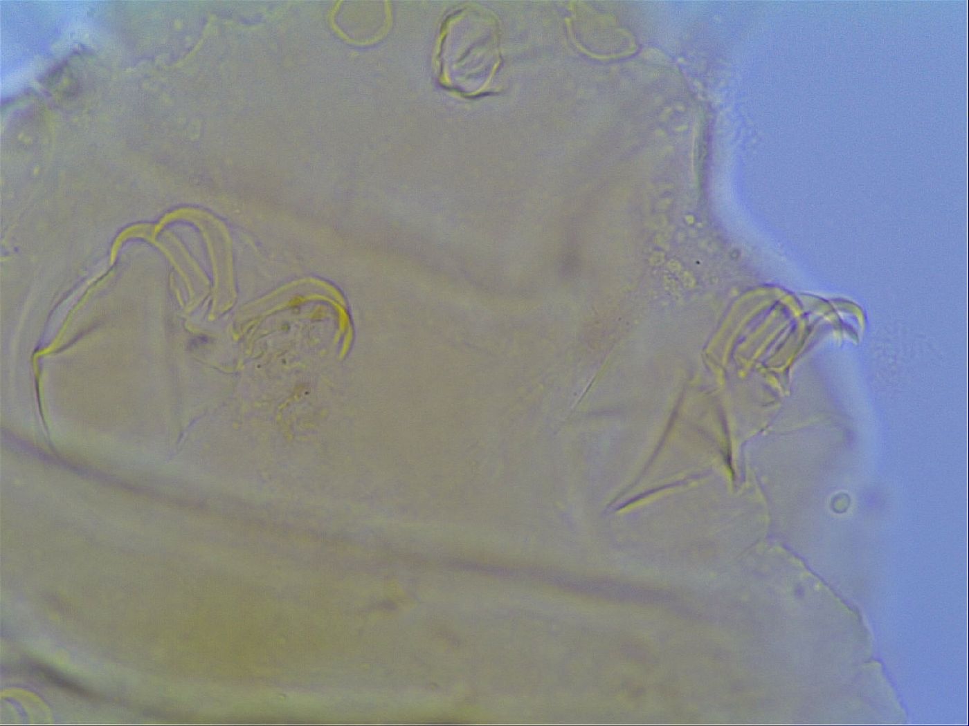 Mopsechiniscus image