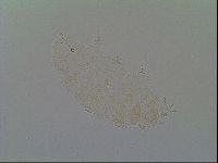 Media resource of Calohypsibius placophorus