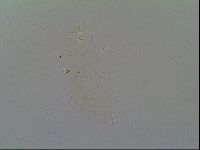 Isohypsibius sattleri image