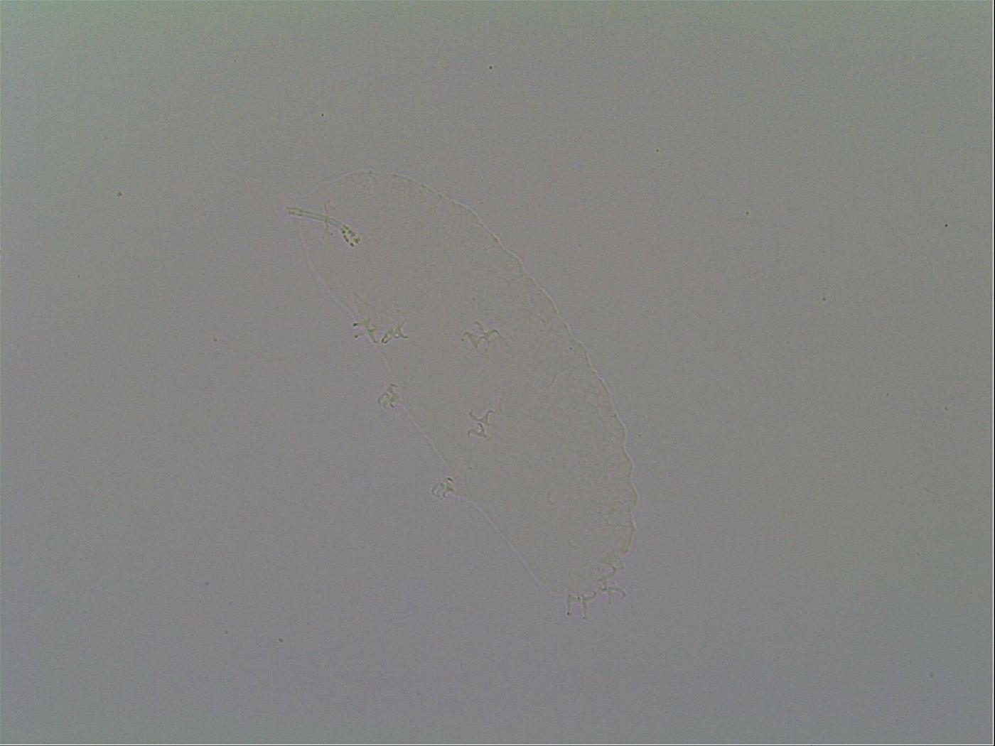 Isohypsibius leithaicus image
