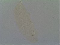 Minilentus dubius image