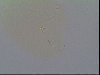 Minilentus dubius image
