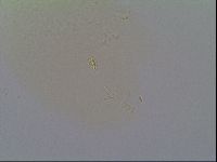 Minilentus dubius image