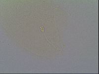 Minilentus dubius image