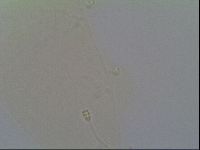 Minilentus dubius image