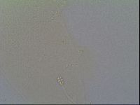 Minilentus dubius image