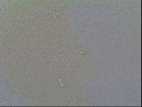 Minilentus dubius image