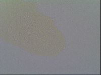 Minilentus dubius image
