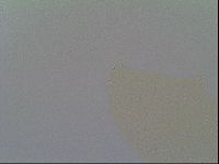 Minilentus dubius image
