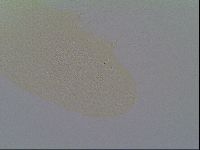 Minilentus dubius image
